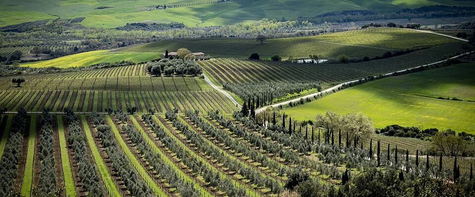 Smak 7 strålende viner fra Montalcino - Toscanas grand cru
