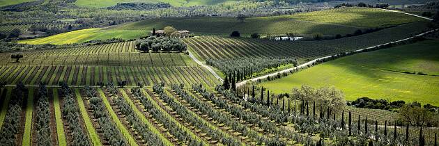 Smak 7 strålende viner fra Montalcino - Toscanas grand cru