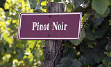 Eksklusiv pinot noir vertikalsmaking på ASIA