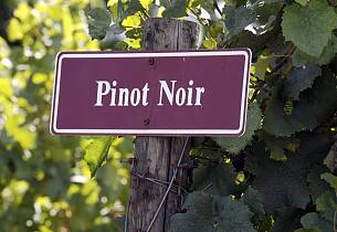 Eksklusiv pinot noir vertikalsmaking på ASIA
