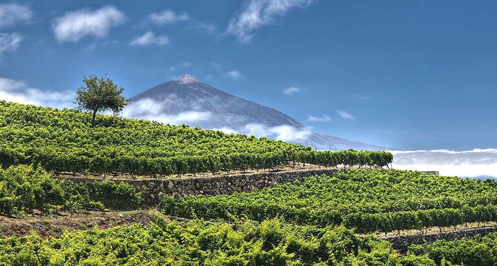 Tenerife er et vinøst mikrokosmos midt i Atlanteren