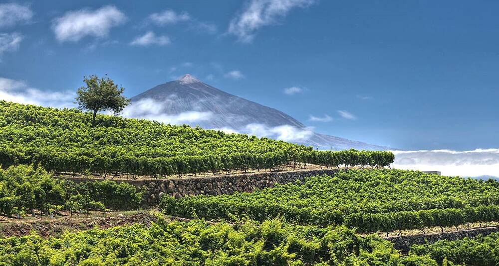 Tenerife er et vinøst mikrokosmos midt i Atlanteren