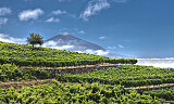 Tenerife er et vinøst mikrokosmos midt i Atlanteren