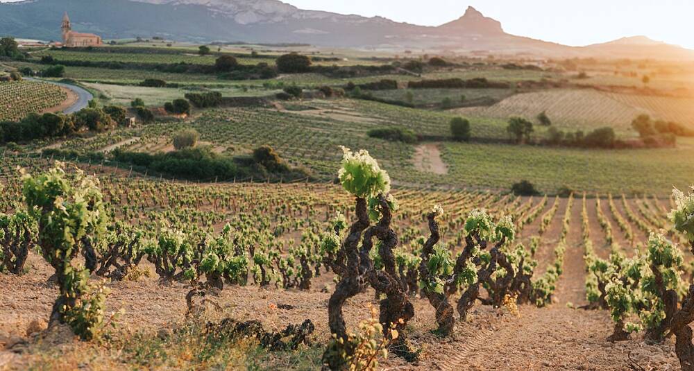 Terroirtrykket øker i Rioja med enkeltvinmarksviner