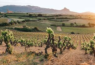 Terroirtrykket øker i Rioja med enkeltvinmarksviner