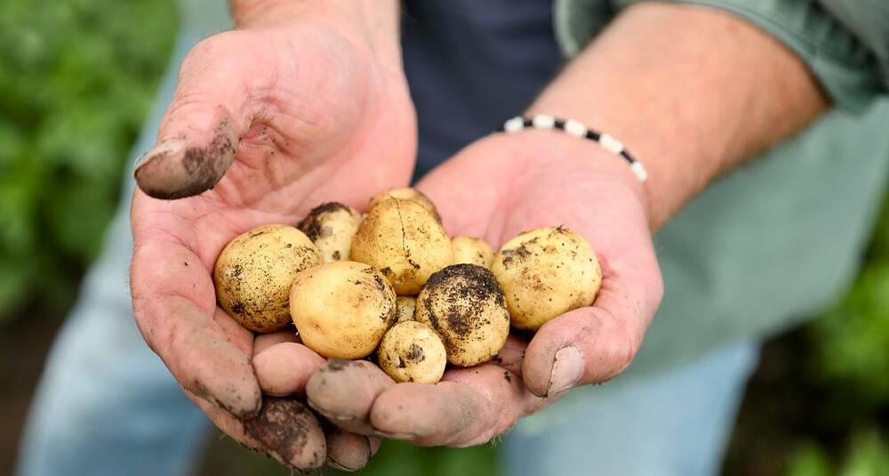 Eldgamle potetsorter fra Jæren blir til trestjerners retter på RE-NAA