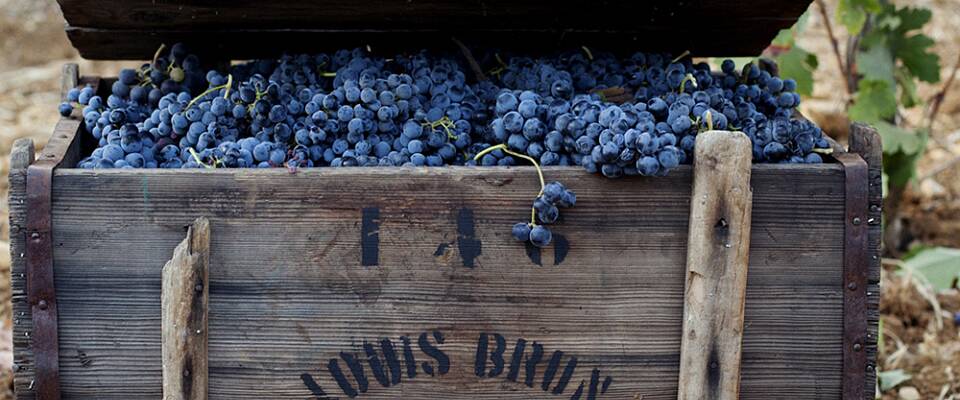 Nyt 8 viner fra en historisk vingård