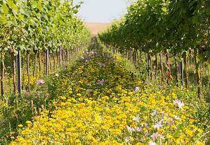 MASTERCLASS BEINSPIRED: Rathfinny