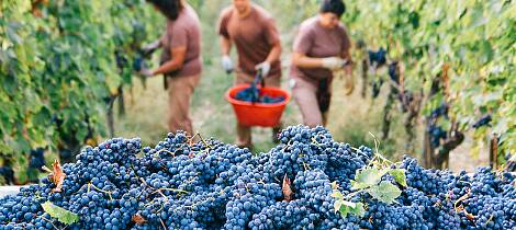 Smak syv årganger av en av Toscanas ikoniske viner med Master of Wine Mai Tjemsland