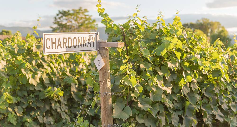 Begrenset antall billetter: Bli kjent med chardonnay
