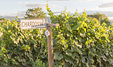 Begrenset antall billetter: Bli kjent med chardonnay