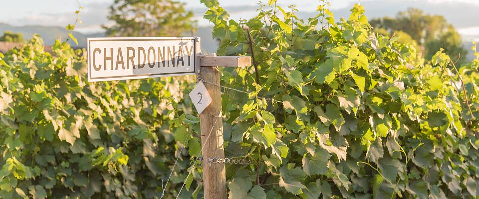 Begrenset antall billetter: Bli kjent med chardonnay
