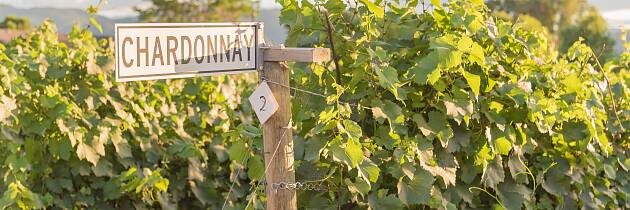 Begrenset antall billetter: Bli kjent med chardonnay