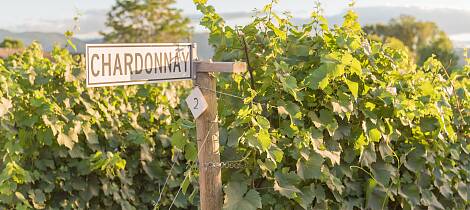 Begrenset antall billetter: Bli kjent med chardonnay