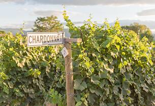Begrenset antall billetter: Bli kjent med chardonnay