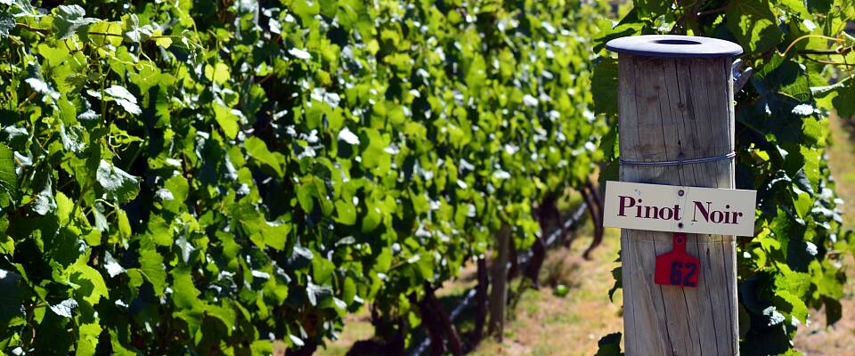 Begrenset antall billetter: Bli kjent med pinot noir