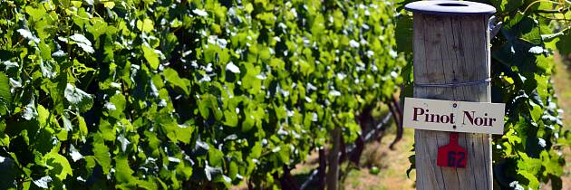 Begrenset antall billetter: Bli kjent med pinot noir