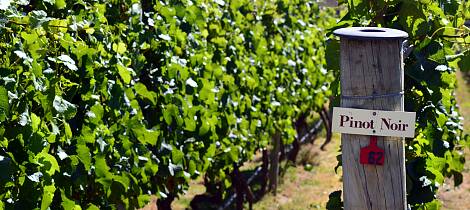Begrenset antall billetter: Bli kjent med pinot noir
