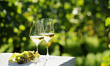 Eksklusiv vinsmaking: Smak rieslinger fra historisk vinprodusent