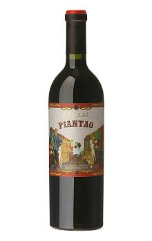 Zorzal Piantao 2011