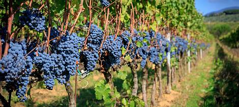 Smak 8 fantastiske viner fra Piemonte