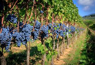 Smak 8 fantastiske viner fra Piemonte