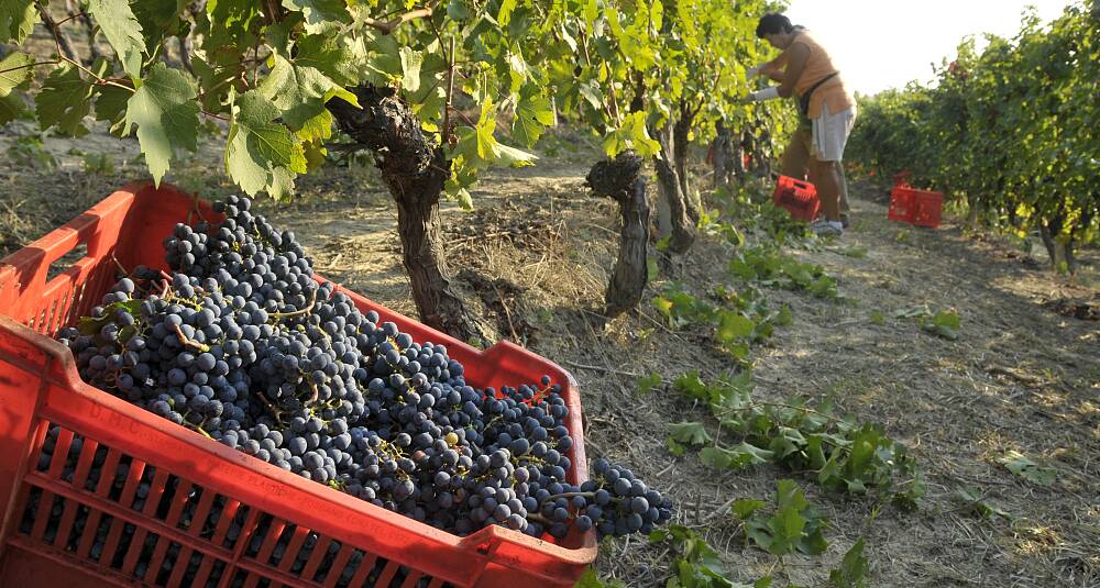 Smak 8 fantastiske viner fra Piemonte