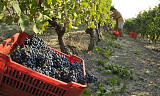 Smak 8 fantastiske viner fra Piemonte