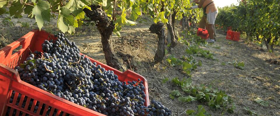 Smak 8 fantastiske viner fra Piemonte