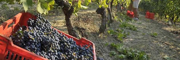 Smak 8 fantastiske viner fra Piemonte