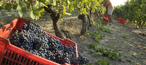 Smak 8 fantastiske viner fra Piemonte