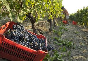 Få servert 8 fantastiske viner fra Piemonte