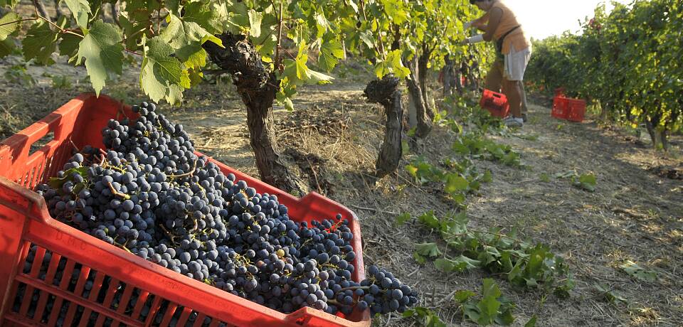 Smak 8 fantastiske viner fra Piemonte