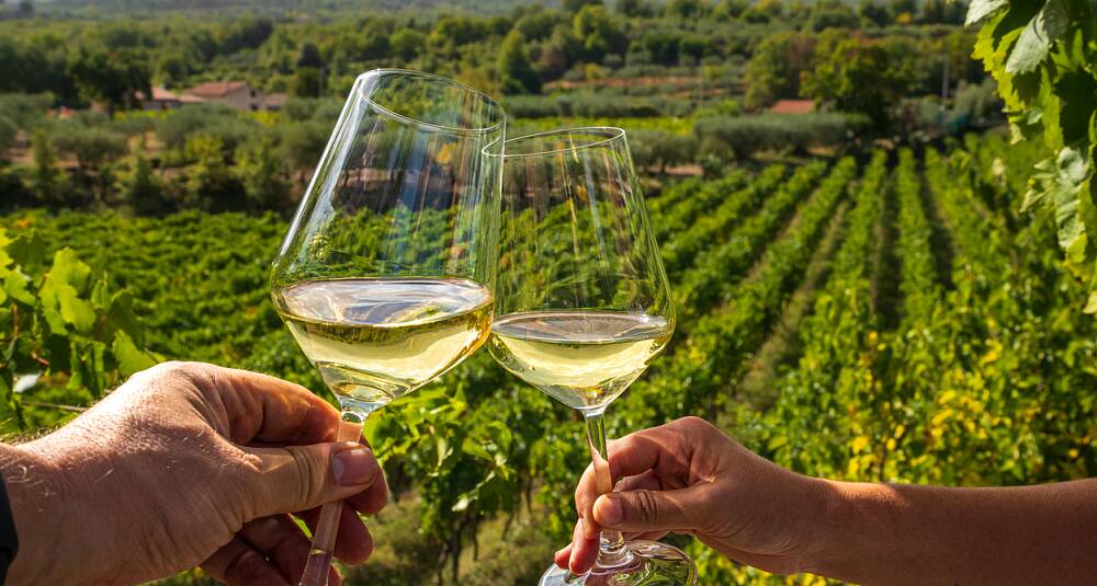 Lær mer om vin: hvitvin