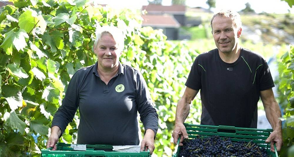 Fra gris til vindruer ga Norge et nytt vinområde