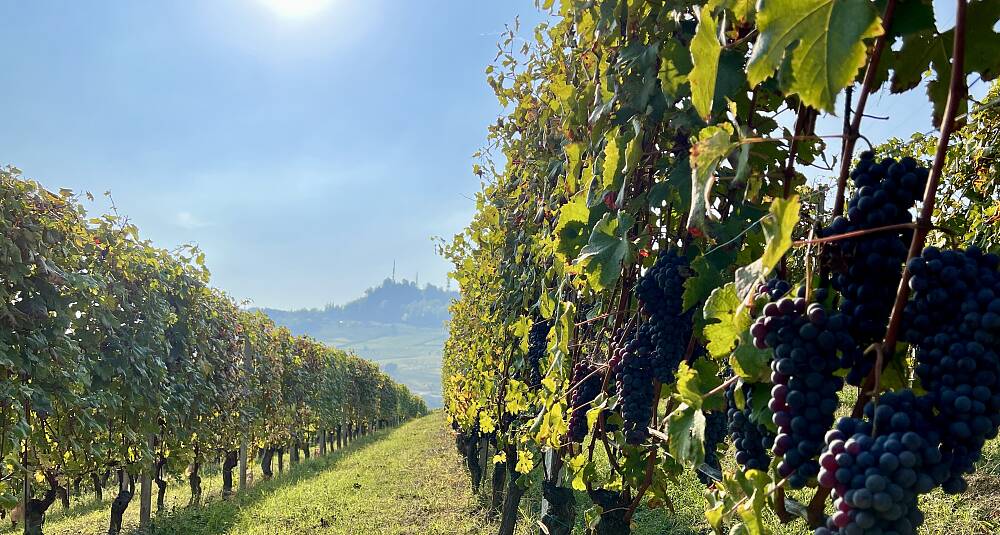 Smak fantastiske viner fra norsk vinmaker