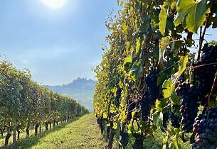 Sjeldent møte med norsk vinmaker