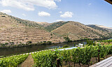 Energiske gutter i Douro