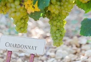 Utforsk chardonnay med Thea Engvik
