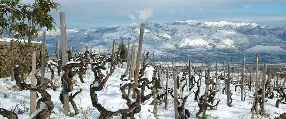 300 nye rødviner:  Fra denne vinmarken kommer rødvin som konkurrerer med Burgund grand cru i dybde, konsentrasjon og raffinement