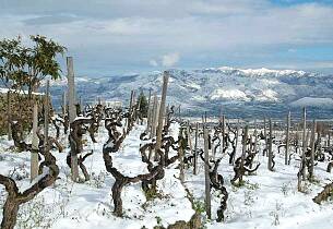 300 nye rødviner:  Fra denne vinmarken kommer rødvin som konkurrerer med Burgund grand cru i dybde, konsentrasjon og raffinement