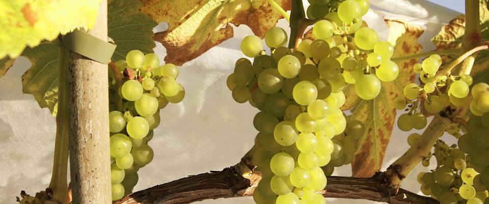 Norges beste drikke kåret - det betyr også vin av disse druene på Egge Gård