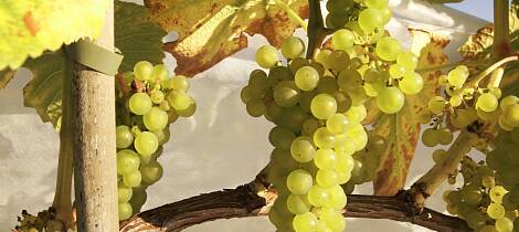 Norges beste drikke kåret - det betyr også vin av disse druene på Egge Gård