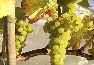 Norges beste drikke kåret - det betyr også vin av disse druene på Egge Gård