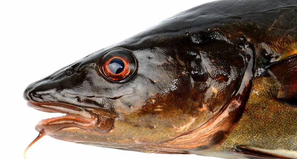 Sprøstekte torskehoder