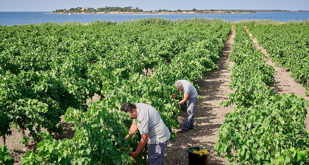 Marsala kan brukes til mer enn sabayonne