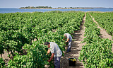 Marsala kan brukes til mer enn sabayonne